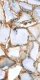 Керамогранит Maimoon Ceramica ХайГлосси Лакшери Стоун/Luxury Stone 120x60 см